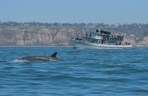 San Diego Whale Watching Tour 