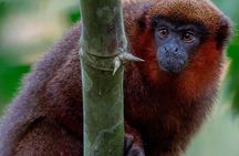 4-Day Wildlife Tour: Manu Peruvian Jungle