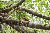 Half Day Canoe Boat Trip At Takuapa Little Amazon