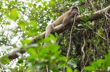 Half Day Canoe Boat Trip At Takuapa Little Amazon