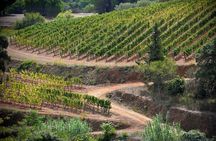Discover Authentic Flavors of Elba Island: Winery Tour & Tasting