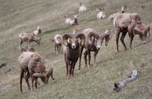Banff Highlights & Wildlife | Award-Winning Small Group Adventure