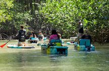 3-Hour Damas Mangrove Kayak Tour