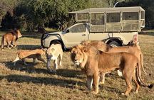 Lion and Safari Park half day tour. Private pick up and drop off 