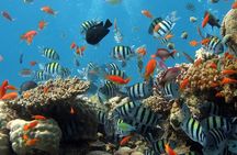 RAID Try-Dive Experience in Kota Kinabalu
