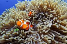 Bali Full Day Experience Scuba Diving Tour at Tulamben
