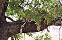 Full-Day Guided Tour in the Kruger National Park
