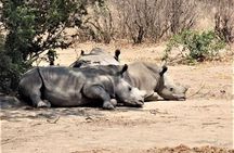Full-Day Guided Tour in the Kruger National Park