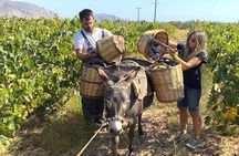 Athens best attractions sightseen and the famous Nemea wine tour