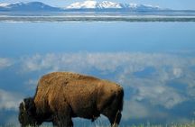 Yellowstone Lower Loop VIP Full-Day Private Tour with Lunch