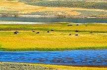 Yellowstone Lower Loop VIP Full-Day Private Tour with Lunch