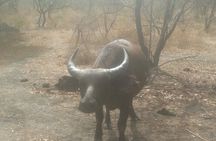 Safari Game Park