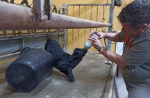 Tenerife Animal Farm Private Car Tour. Canarian Cheese and Wine