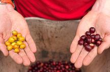 Coffee Farm and Salento Walking Tour