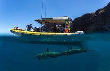 Lanai Deluxe Dolphin Adventure & 3 Snorkel Sites