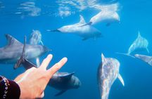 Wild Dolphin Swim Cruise