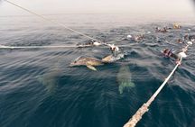 Wild Dolphin Swim Cruise