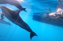Wild Dolphin Swim Cruise