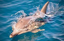Wild Dolphin Swim Cruise