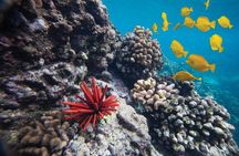 Discover the Magic of Coral Garden’s Turtle Town - Maalaea Harbor