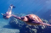Snorkel with Turtles Wailea Beach
