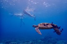 Snorkel with Turtles Wailea Beach