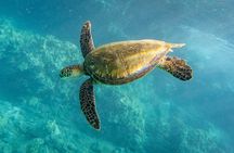 Snorkel with Turtles Wailea Beach