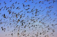 Drop Jodhpur from Jaisalmer With Visit Khichan and Osian