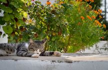 Full Day Private Tour to the North of Corfu Island