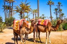 Camel Ride in Marrakesh's Palm Grove