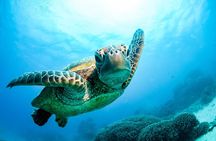 2 Day Great Barrier Reef, Daintree Rainforest & Cape Tribulation