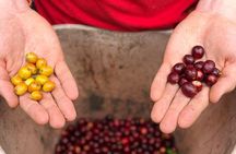Cocora Valley, Salento and Coffee Farm Day Tour 