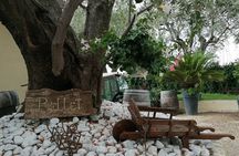 Provence Organic Wine Small Group Half Day Tour with Tastings from Nice