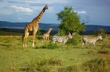 3 Days Masai Mara Safari