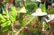 Full Day Thai Cooking at Farm (Chiang Mai)