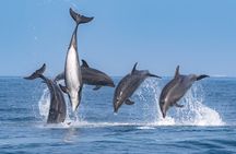 Whale-Watching Cruise from Newport Beach