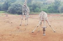 11 days South Africa tour(good for group) 