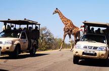 Full Day Safari Shared Tour at Kruger National Park 