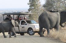 Full Day Safari Shared Tour at Kruger National Park 