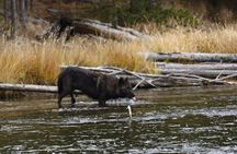 2-Day Private Tour in Yellowstone(Lower and Upper Loops w Iconic Sites) w Lunch