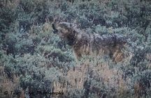 2-Day Private Yellowstone Tour(Lower and Upper Loops w Iconic Sites) w Lunch