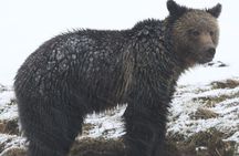 2-Day Private Yellowstone Tour(Lower and Upper Loops w Iconic Sites) w Lunch