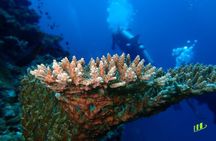 Full-Day Scuba Diving Experience of USAT Liberty in Tulamben