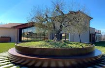 1-Hour Private Tour of the Oil Mill with Tasting in Piedicolle