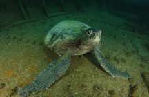 Private Tour Wreck Diving | 5 Divers | Cabo to La Paz 