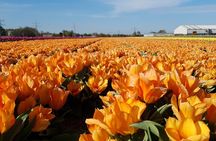 Amsterdam TulipFields of Holland Tour