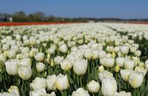Amsterdam TulipFields of Holland Tour