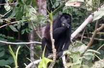 Monkey Island and Rainforest Tour