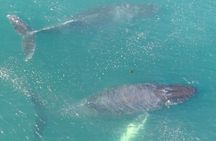 Alaska Whale Watching with bonus Drone viewing of Whales