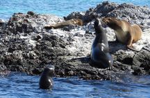 8-Day Galapagos Island Hopping Tour: Isabela, Giant Tortoises, and Snorkeling